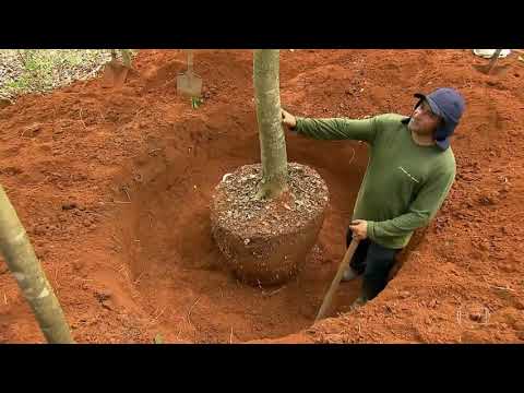 Vídeo: Transplantando uma árvore grande - Aprenda como e quando mover árvores grandes
