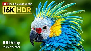 Perfect 16K Video OLED TEST | 8K HDR 120FPS | Dolby Vision | Relaxing Sleep Music