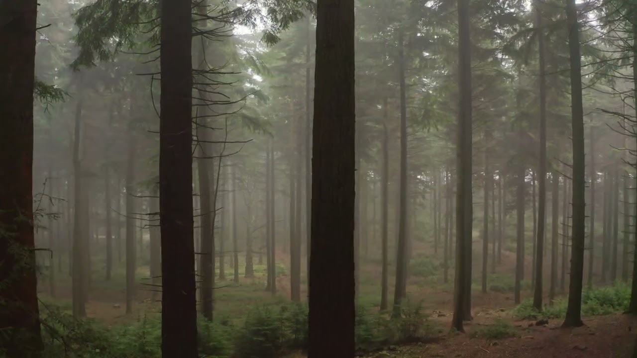 Atmospheric Misty Forest Drone Fly Through 8