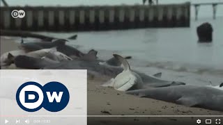ABD’de köpek balığı alarmı