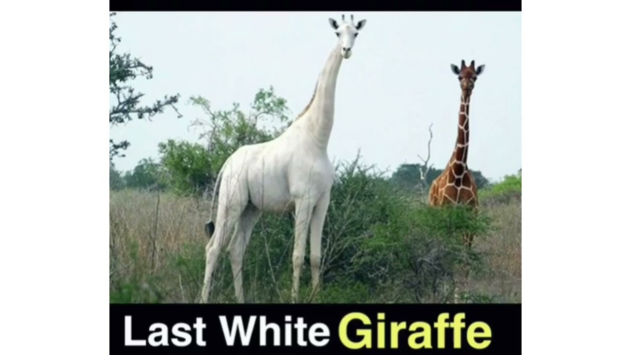 Last White Giraffe