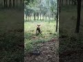 vaca criou e comemorou o dia do filho com seu bezzerinho #shortsviral #sitio