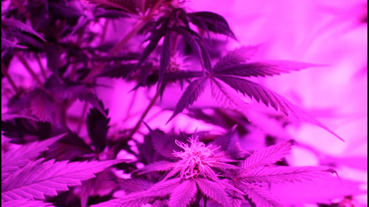 Power Africa * Day 24 * Blackstar 500w