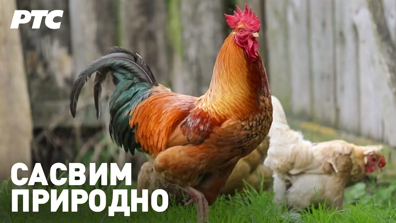 Hrana - juče, danas, sutra, drugi deo | Sasvim prirodno (Jovan Memedović)