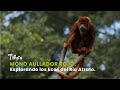 Mono Aullador Rojo: Explorando los ecos del rio Atrato - TvAgro por Juan Gonzalo Angel
