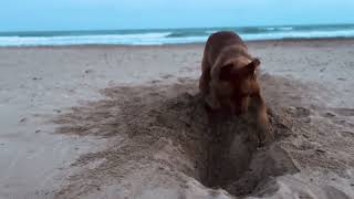 Egg dog’s beach mining mission