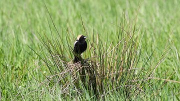 Bobolink