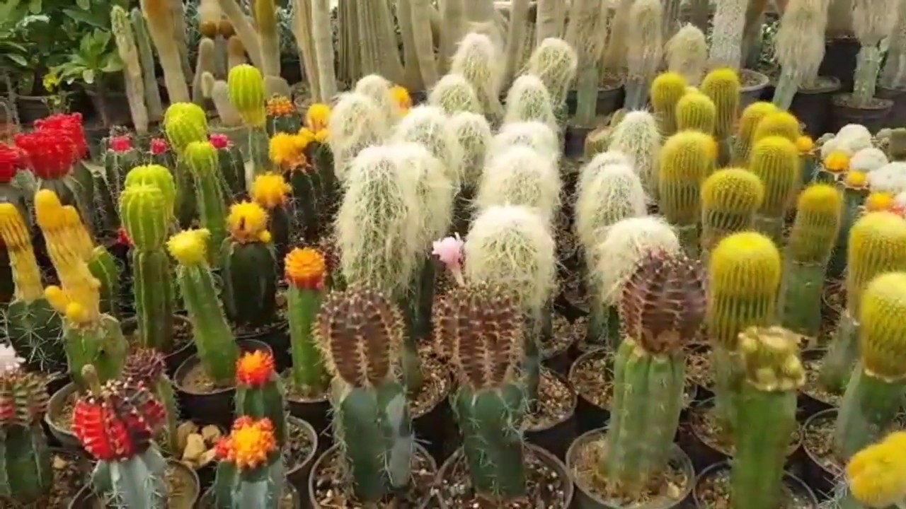 cactus Grafting - پیوند کاکتوس 