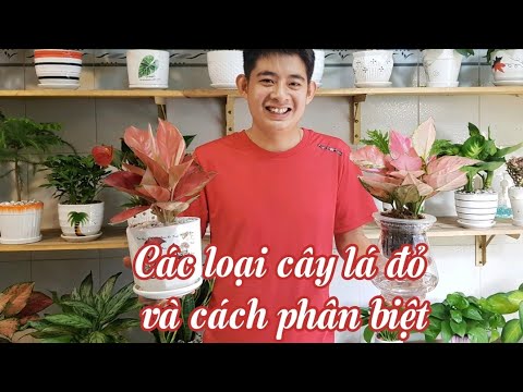 Video: Cây trồng trong nhà có hoa màu đỏ: Tìm hiểu về các loại cây trồng thông thường có hoa màu đỏ