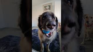 GOOD TIMES IN THE HOUSE OF FUN #leonberger #dog #labrador #funny #dogsrule