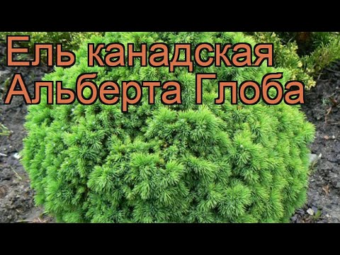 Video: Kanadska Smreka 