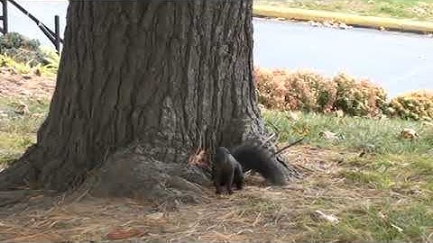 Sóc Mun Côn Đảo