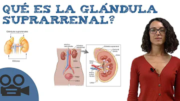 ¿Qué órgano se encuentra por encima de las glándulas suprarrenales?