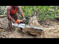 Pohon Kecil Vs Chainsaw Besar, STIHL MS 881 Tebang Pohon Jati