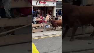 Casi Se Escapa Este Toro En Arnedo