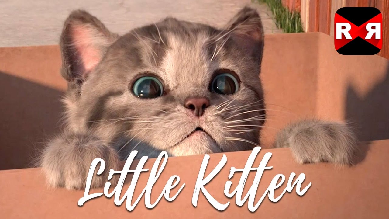 little kitten cat