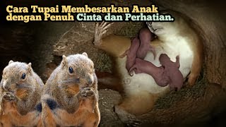 Mengungkap Rahasia Cara Tupai Membesarkan Anak dengan Penuh Cinta dan Perhatian #tupai #bajingkelapa