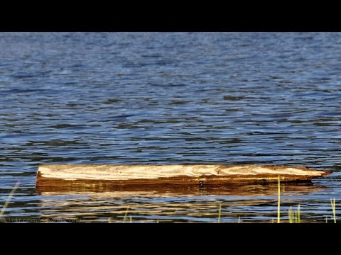 Video: Why The Log Doesn't Sink In Water