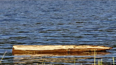 Blue Sky Science: Why do some logs float and some sink?