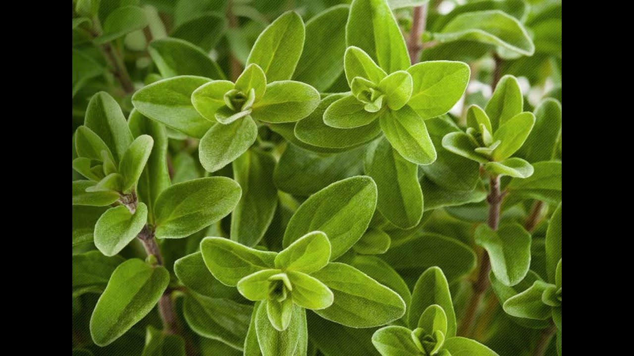 Marjoram 101-Herbs & Spices That Pair Well With Marjoram