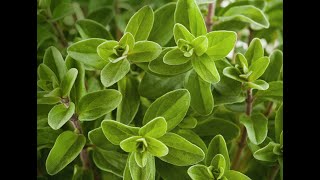 Marjoram 101-Herbs & Spices That Pair Well With Marjoram What Herb Is Like Marjoram