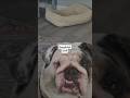 Beautiful Girl #bulldog #englishbulldog #puppy #Beautiful #prince