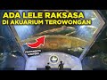 MERINDING! ADA IKAN LELE RAKSASA DI DUNIA AIR TAWAR TAMAN MINI INDONESIA INDAH, AKUARIUM GEDE BANGET