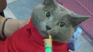 Кошка Ева нитку съела/Cat Eva thread ate Кошка Ева нитку съела/Cat Eva thread ate