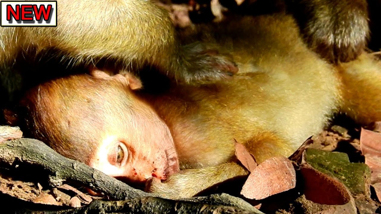 Good bye the wold, Good bye mom, family and friend ... baby Baron never come to meet anymore...