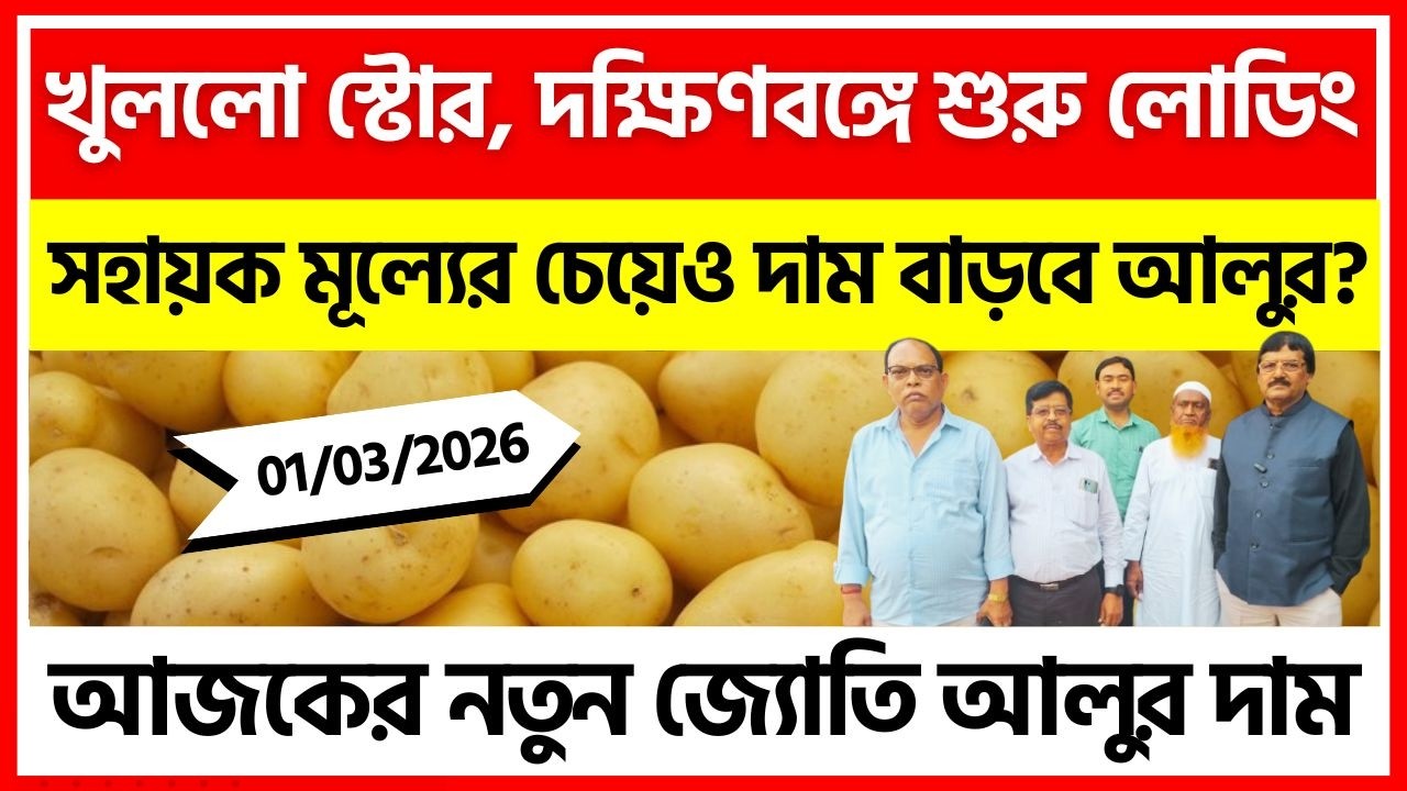 01/03/2026 : দক্ষিণবঙ্গের আজকের নতুন জ্যোতি আলুর দাম | New Potato Price in W.B - India Potato News