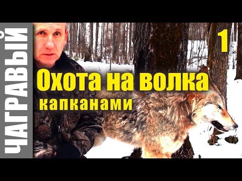 Охота на волка капканами 1 | СЕКРЕТЫ от реального волчатника