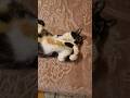 My Cat's Funniest Pose Ever! 😹 #cat #cute