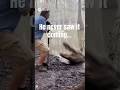 Alligator Attack Caught on Camera | Man Dragged  #animals #alligator  #wildlife #shorts #viralvideo