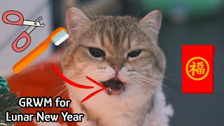 Getting my cat ready for Lunar New Year  (Mani Pedi , LNY outfit, Teethbrushing )