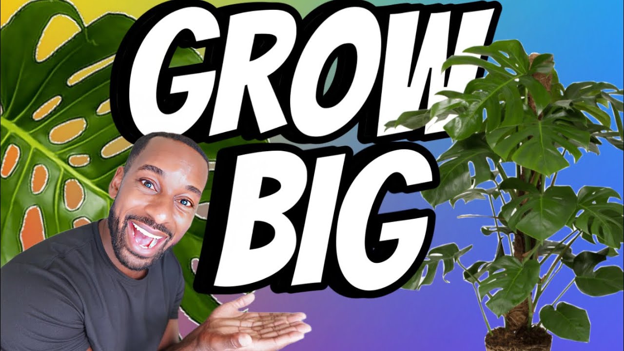 How to Cedar Plank a Monstera￼ Deliciosa !! ￼