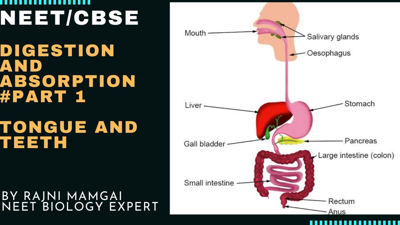 Digestion and absorption part 1 #teeth #tongue #basicofdigestion