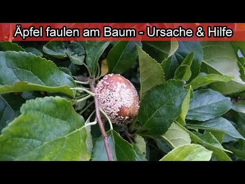 Video: Äpfel Am Baum Verrotten (17 Fotos): Was Tun, Wenn Die Früchte Von Innen Direkt Am Apfelbaum Verrotten? Die Gründe Für Ihre Fäulnis An Den Ästen, Fachkundige Beratung