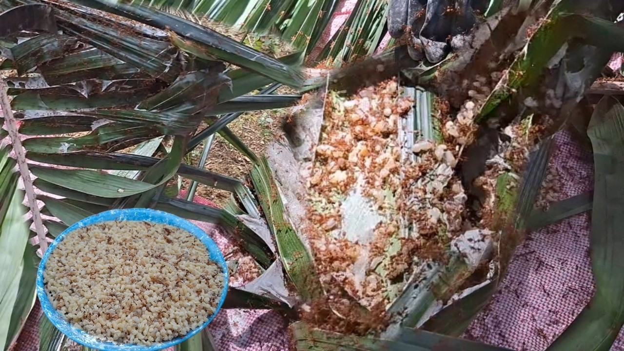 😲 ไข่มดแดงวันนี้มีแต่ตึงๆสวยๆแต่ละลังไข่เต็มลัง‼️