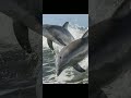 starfsh,shark,dolphin