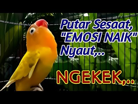 PUTAR SESAAT SAJA, Burung Lovebird yang dengar Cepat Terpancing, Emosinya Naik ikut NGEKEK PANJANG