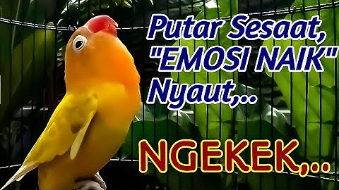PUTAR SESAAT SAJA, Burung Lovebird yang dengar Cepat Terpancing, Emosinya Naik ikut NGEKEK PANJANG