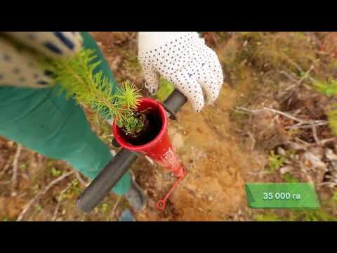 Видео: Экологичные проекты от Latinos