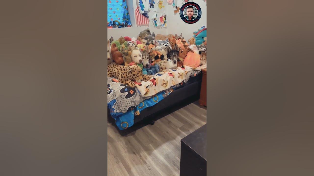 Halla Mat Karo doglover dog viralvideo YouTube halla-mat-karo-doglover-dog-viralvideo-youtube