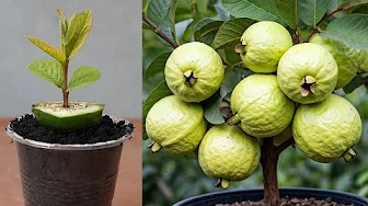 I Have Grown Guava From A Fast Fruiting Tree With Lots Of Fruit