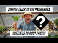 How to Propagate Hydrangeas |Simple Way to Get Cuttings to Root Faster|