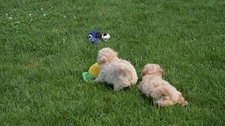 Maltipoo Puppies For Sale