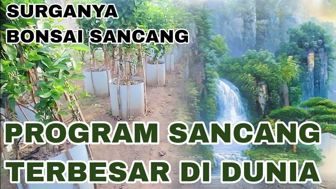 RIBUAN BONSAI SANCANG TERPROGRAM DI KEBUN MILIK PETANI MUDAH INDONESIA