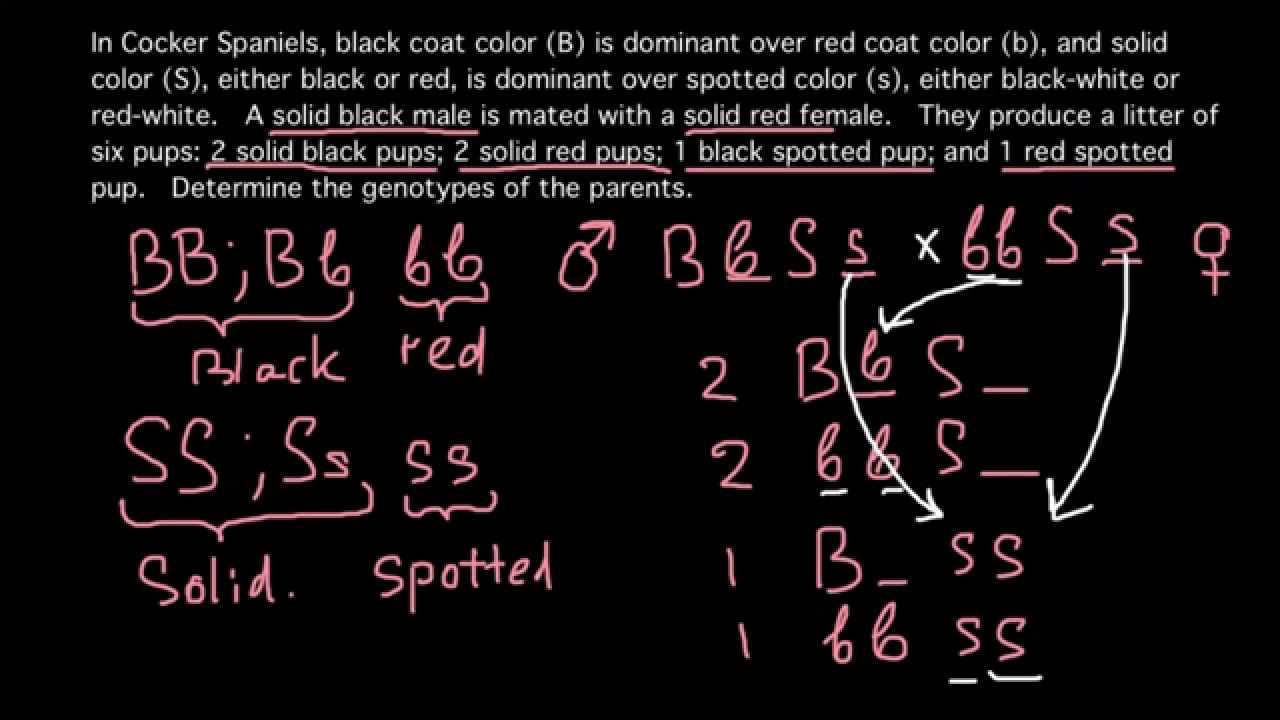 How to determine genotype by phenotype - YouTube