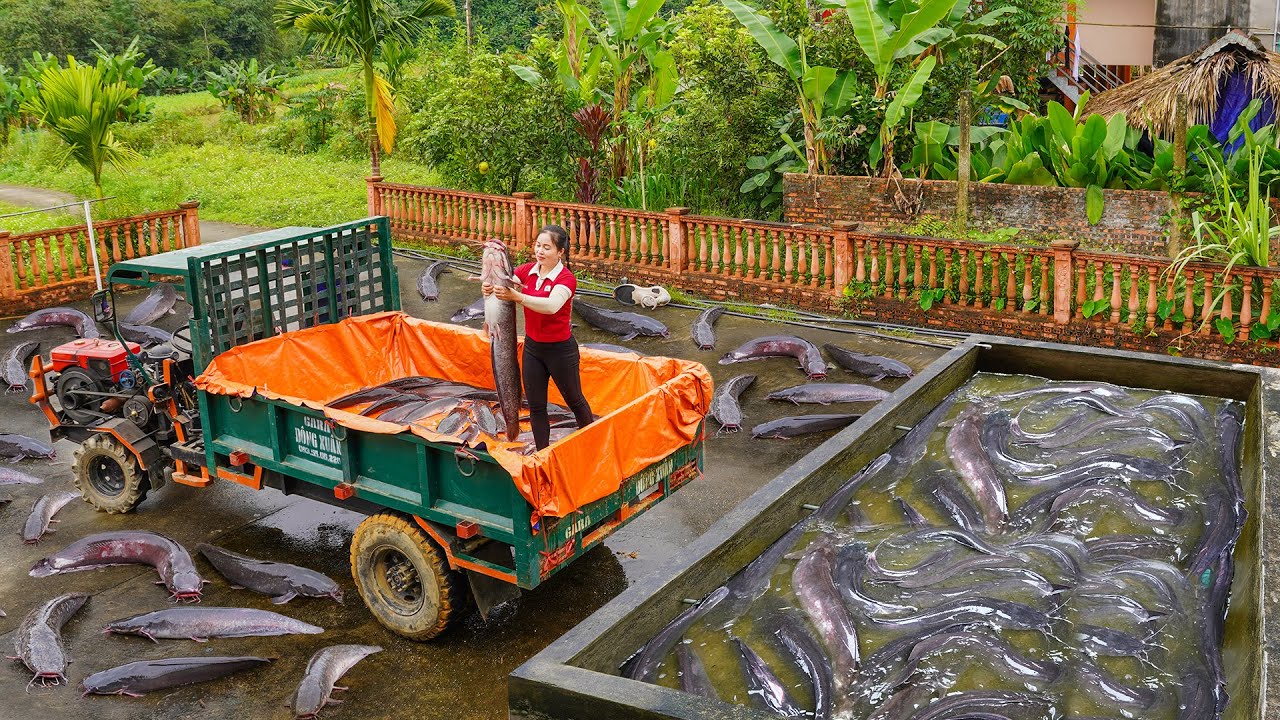Use Truck To Buy Many Big Catfish from Villager Goes To Country Market Sell Out in 60 Minutes