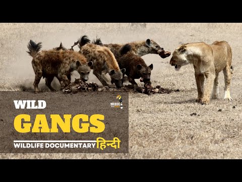Wild Animals fight - Predators । Wild Gangs, Wildlife documentary in hindi HD